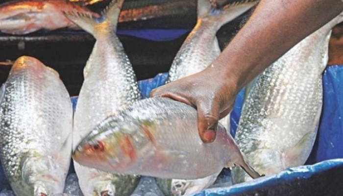 মা ইলিশ রক্ষায় মাছ ধরার ওপর  ২২ দিনের  নিষেধাজ্ঞা