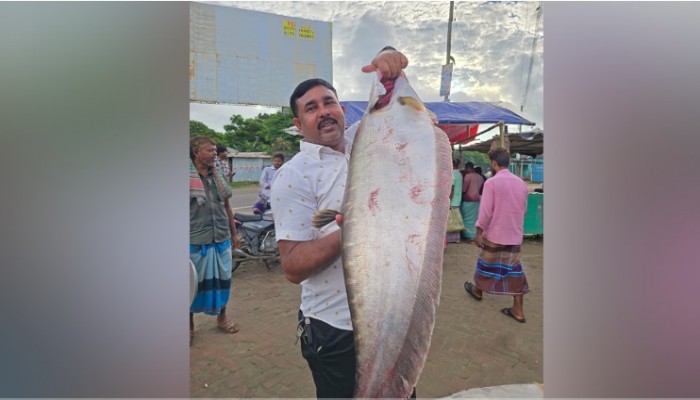 জেলের বড়শিতে ধরা পড়েছে প্রায় নয় কেজি ওজনের একটি চিতল মাছ